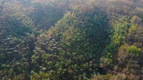 人工林的無人機畫面