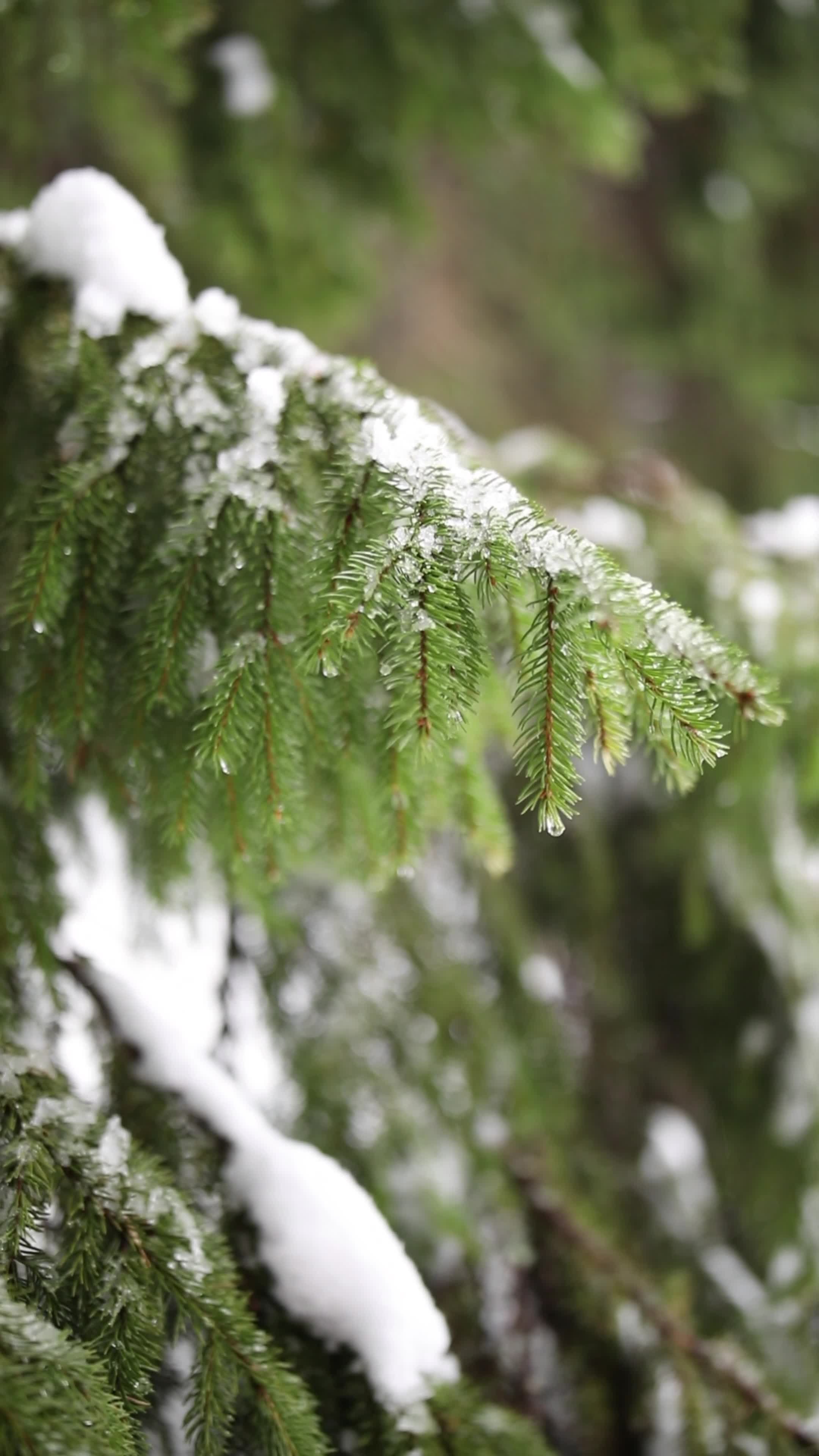 有关下雪, 不变, 冬季, 冬季森林, 冰, 冷, 冷靜, 凍結的, 分公司, 北美, 和平的, 天性, 安靜, 寒意, 寧靜, 常綠, 戶外 ...