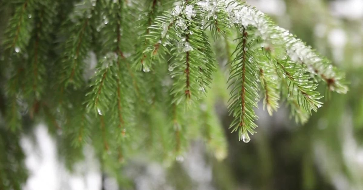 有关下雪, 不变, 冬季, 冬季森林, 冰, 冷, 冷靜, 凍結的, 分公司, 北美, 和平的, 天性, 安靜, 寒意, 寧靜, 常綠, 戶外 ...