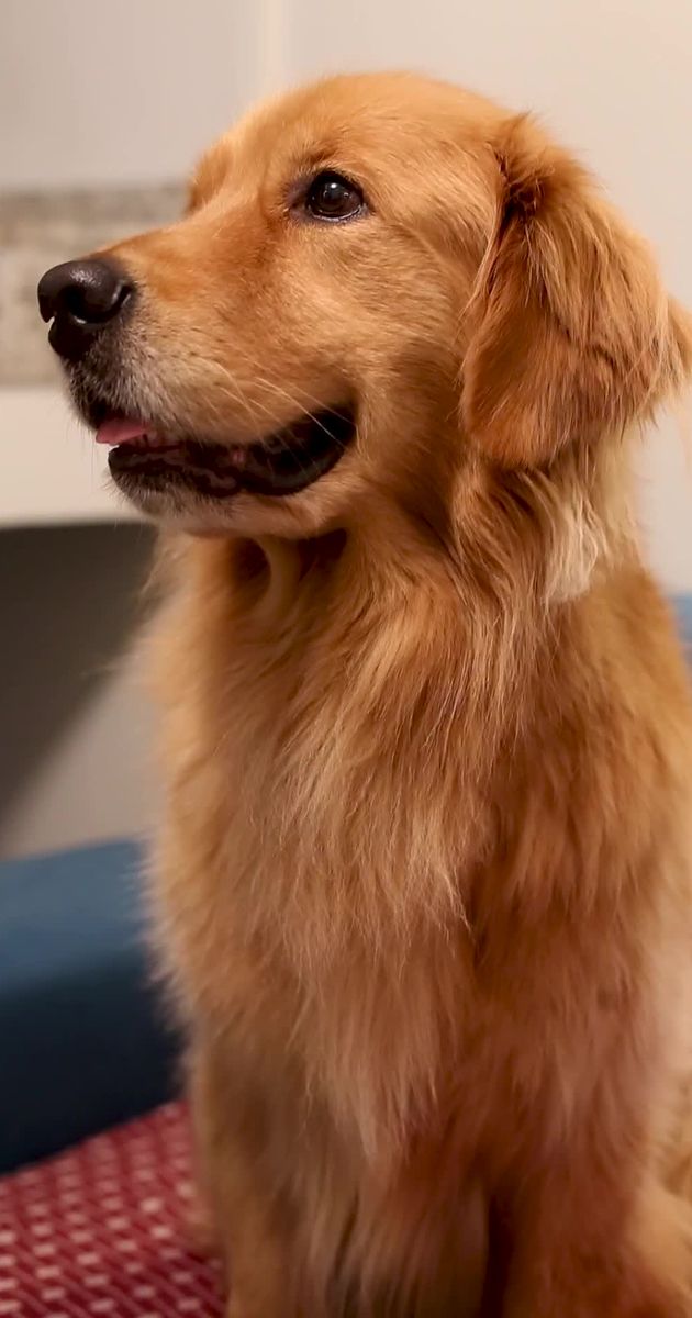 Pexels Video 29477854