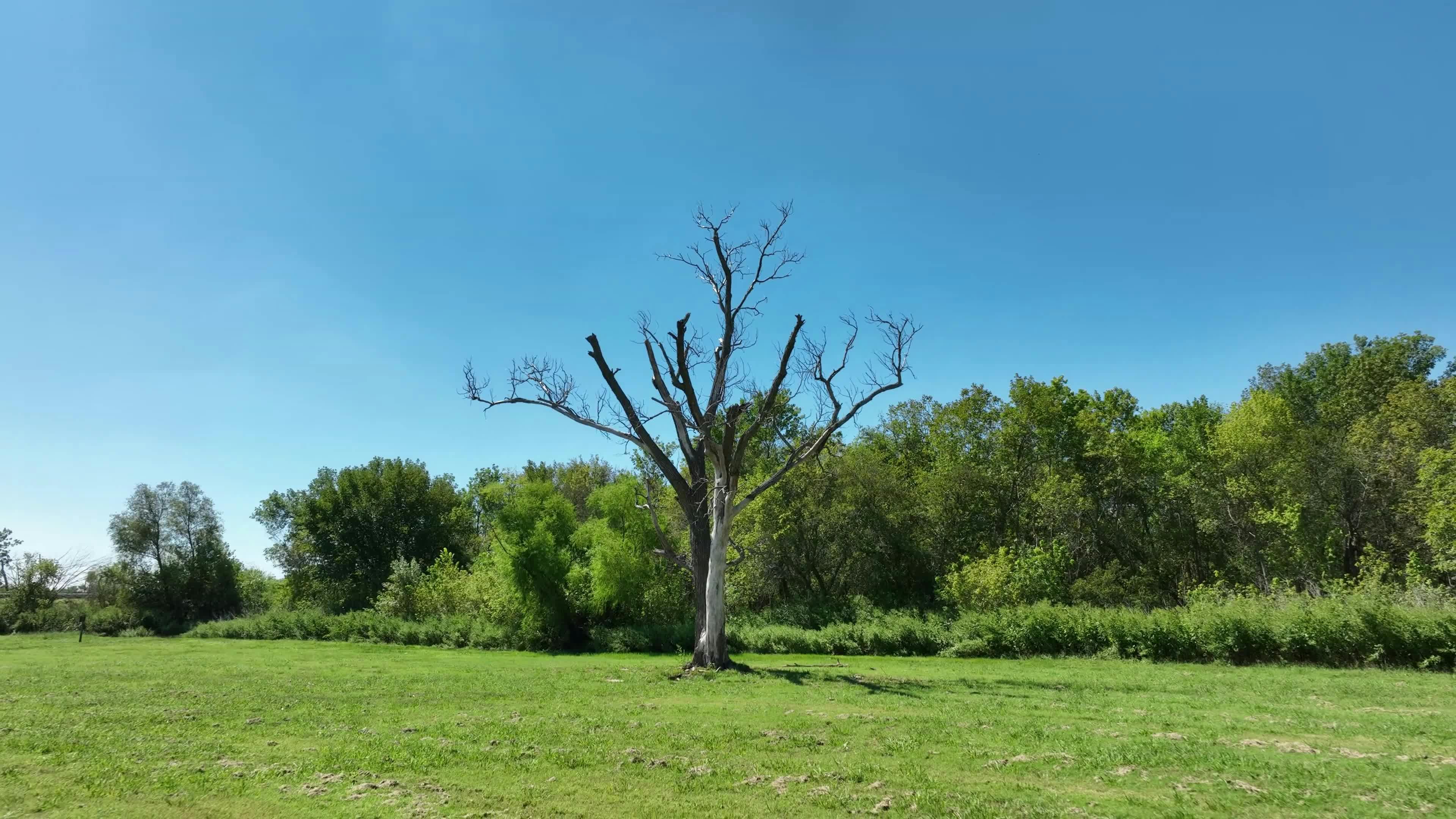 Video by Larry Landreth