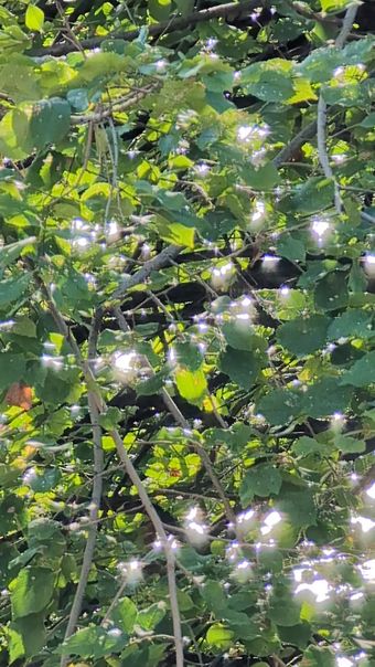 Les Feuilles Vertes Des Arbres
