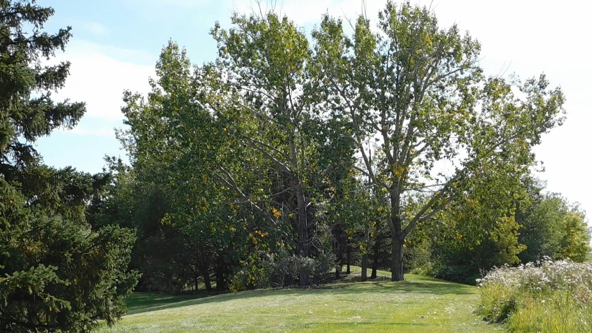 Tall Trees Growing In A Garden Park · Free Stock Video