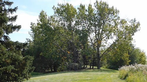 Tall Trees Growing In A Garden Park