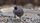 quail