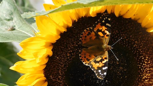 A Butterfly Resting On A Flower Pistil