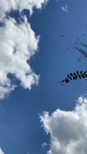 风铃花免费下载视频素材