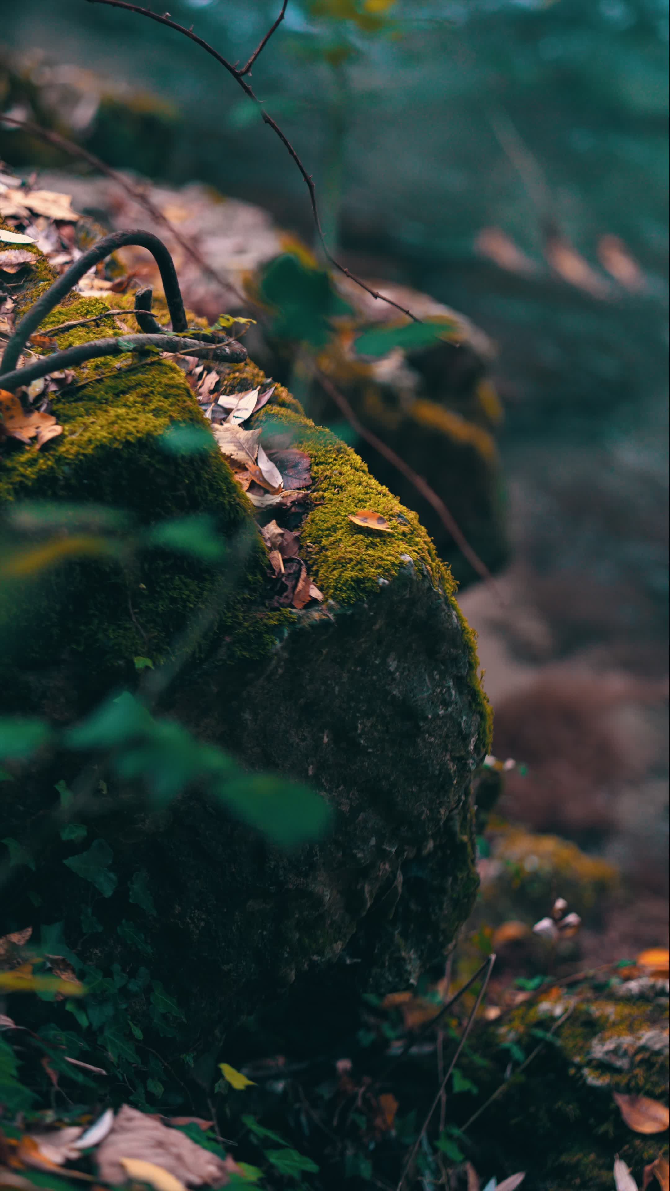 serene forest adventure with mossy rocks 29579925 — free pexels stock footage