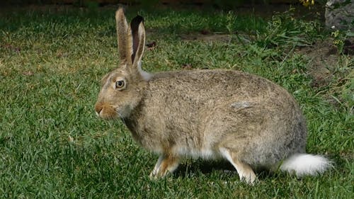 Rabbit Videos, Download The BEST Free 4k Stock Video Footage & Rabbit HD Video Clips Rabbit Videos, Download The BEST Free 4k Stock Video Footage & Rabbit HD Video Clips