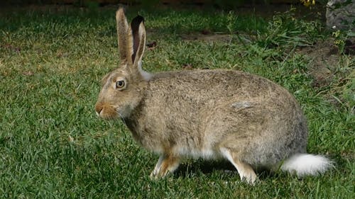 A Rabbit Feeding On The Grass