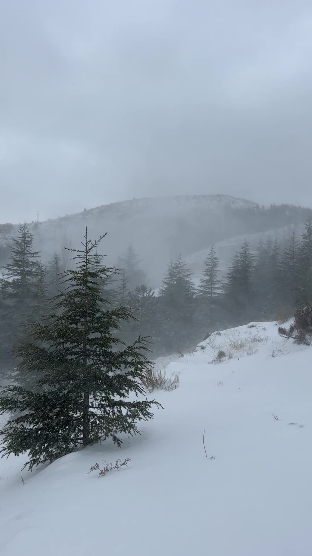 Snowstorm in a Tranquil Forest Landscape Free Stock Video Footage ...