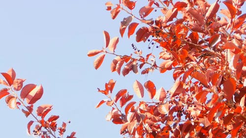 Images à Faible Angle D'un Arbre Avec Des Feuilles D'oranger Un Jour Venteux