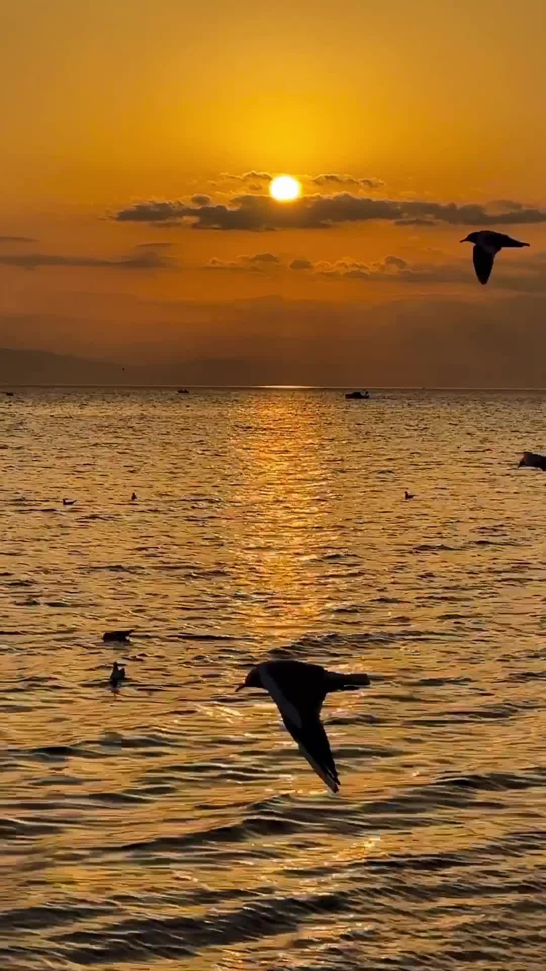 Golden Sunset Over Aegean Sea with Birds Free Stock Video Footage ...