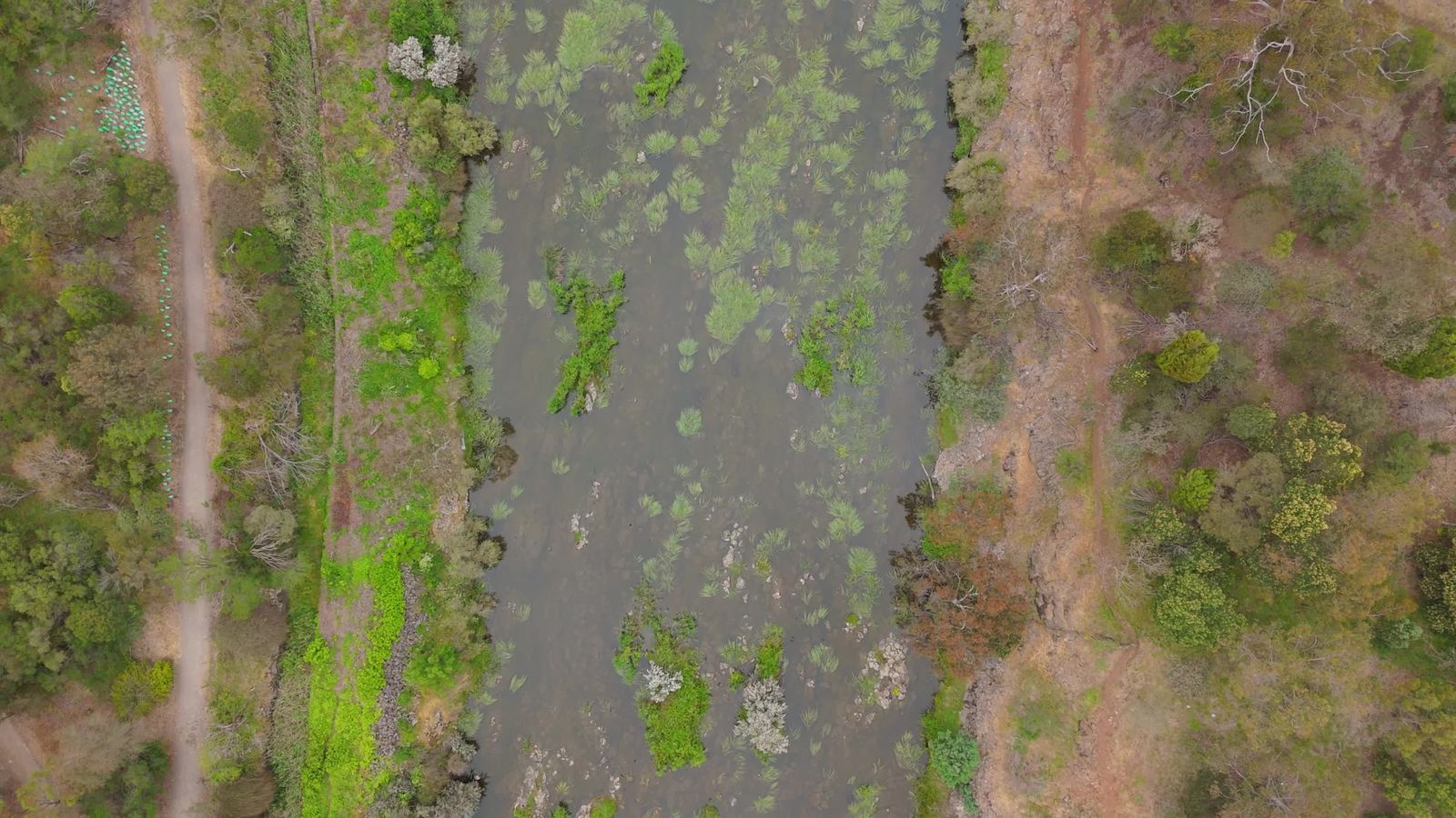 Drone Footage of Trees in a River Free Stock Video Footage, Royalty ...
