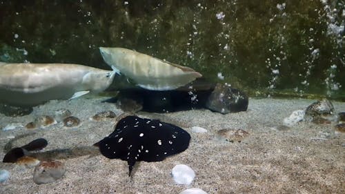 Animali Marini In Un Acquario