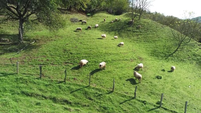 Scenic Pasture with Grazing Sheep Free Stock Video Footage, Royalty ...