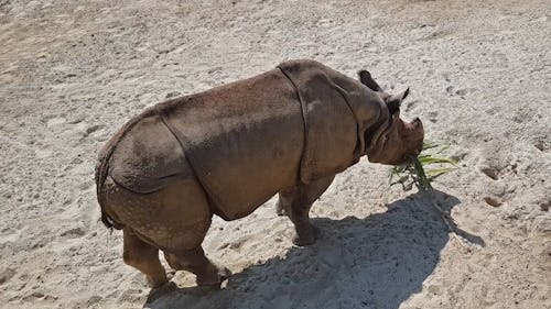 Вид сверху носорога, питающегося лиственной веткой
