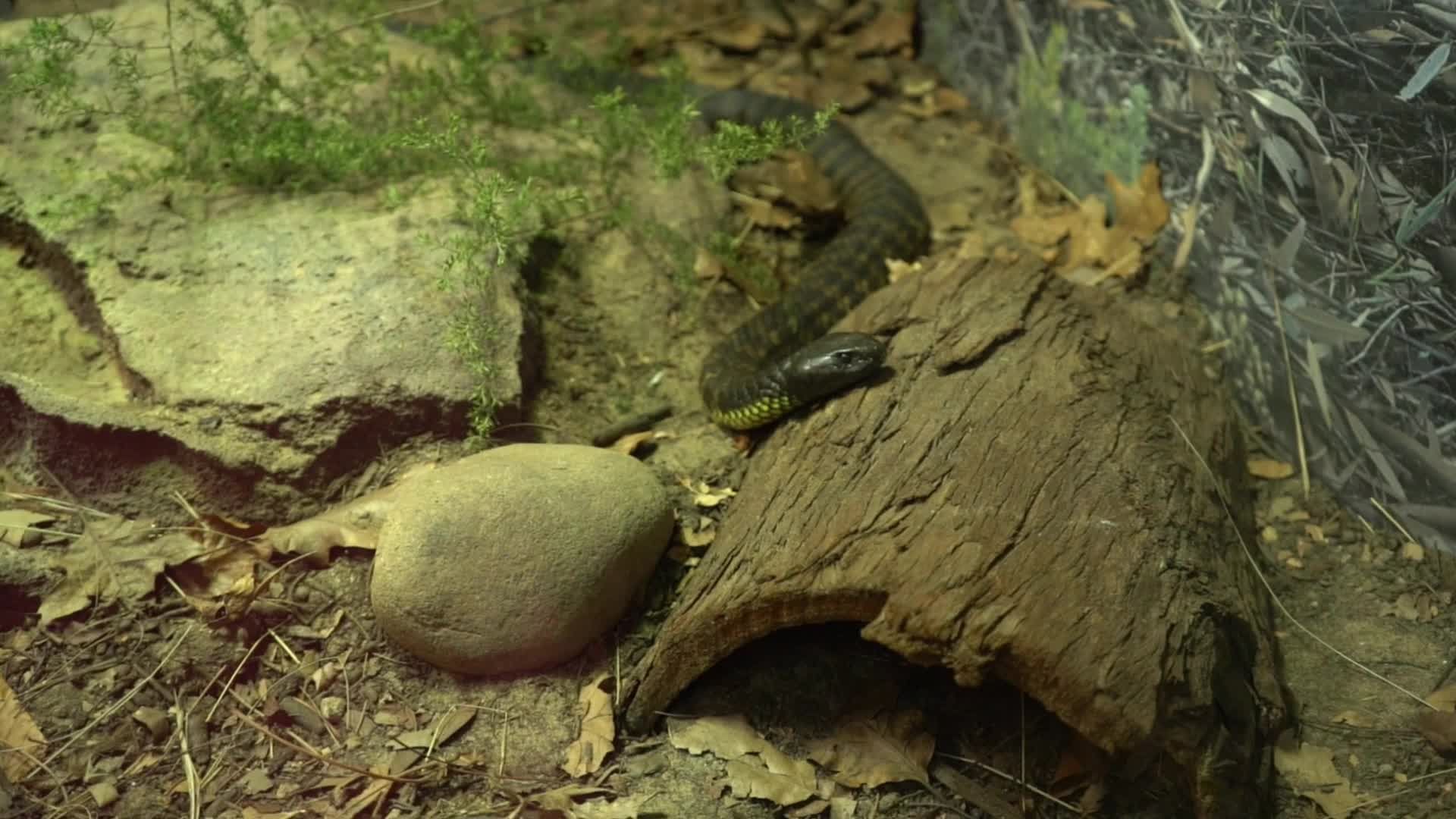 Peaceful Snake in a Natural Habitat Free Stock Video Footage, Royalty ...
