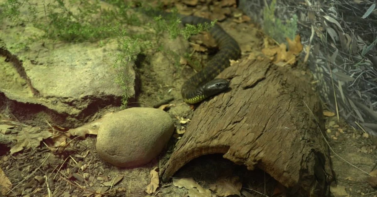 At Snake Peaceful Snake in a Natural Habitat Free Stock Video Footage, Royalty ...