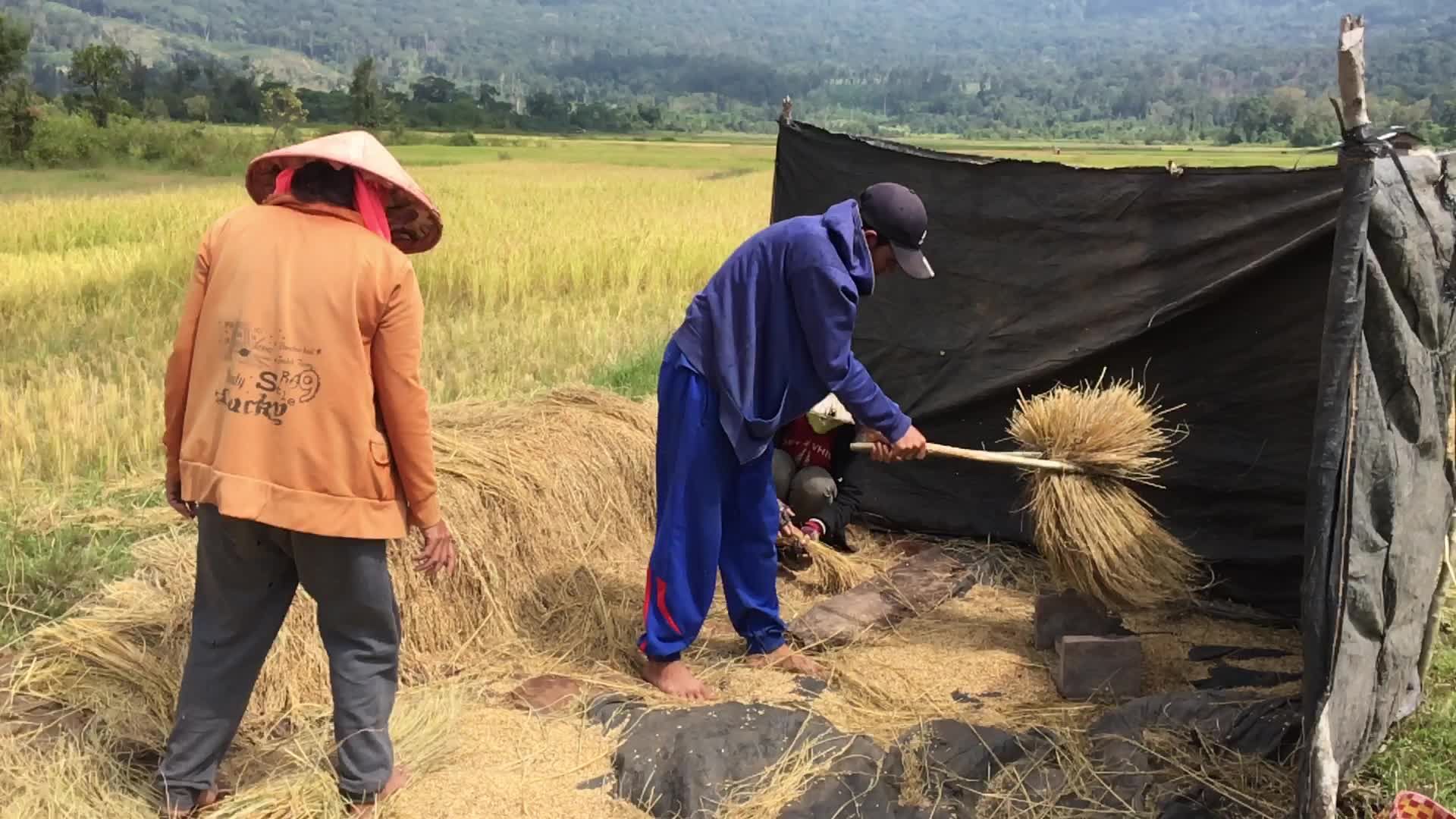 Traditional Rice Harvesting in Asian Field Free Stock Video Footage ...
