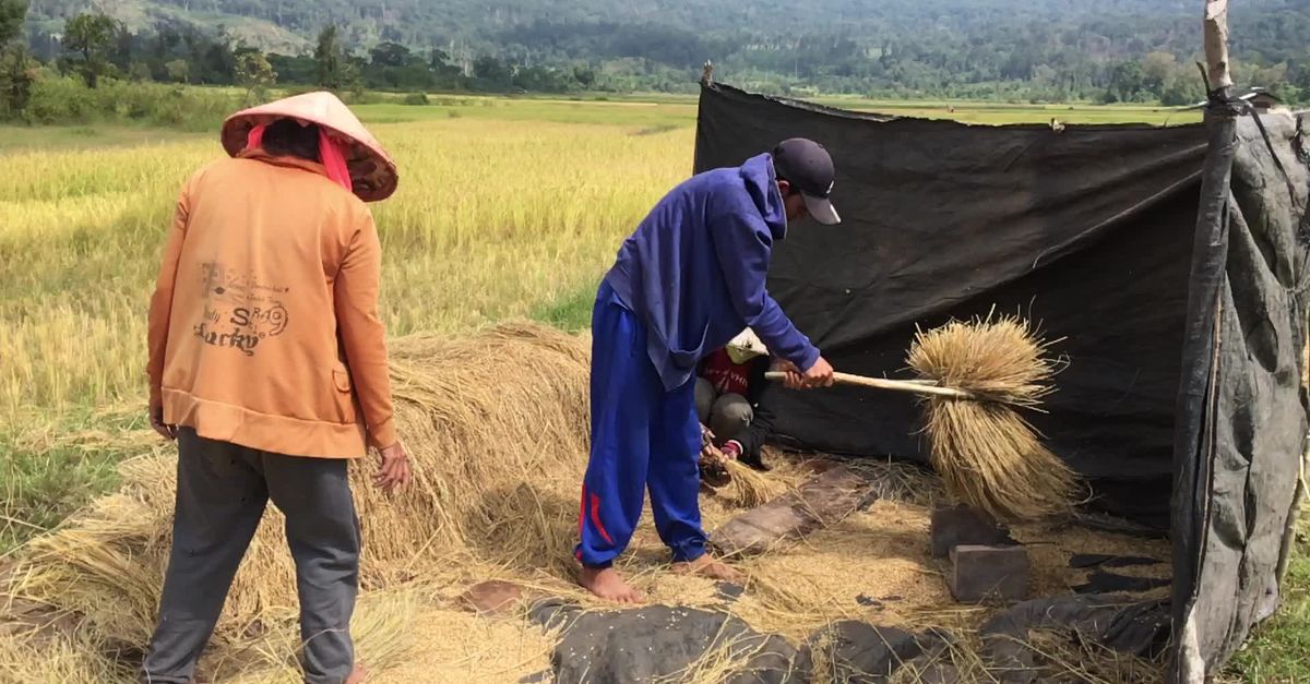 Asian Picking Rice Traditional Rice Harvesting in Asian Field Free Stock Video Footage ...