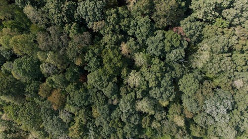 Tree Canopies In A Dense Forest