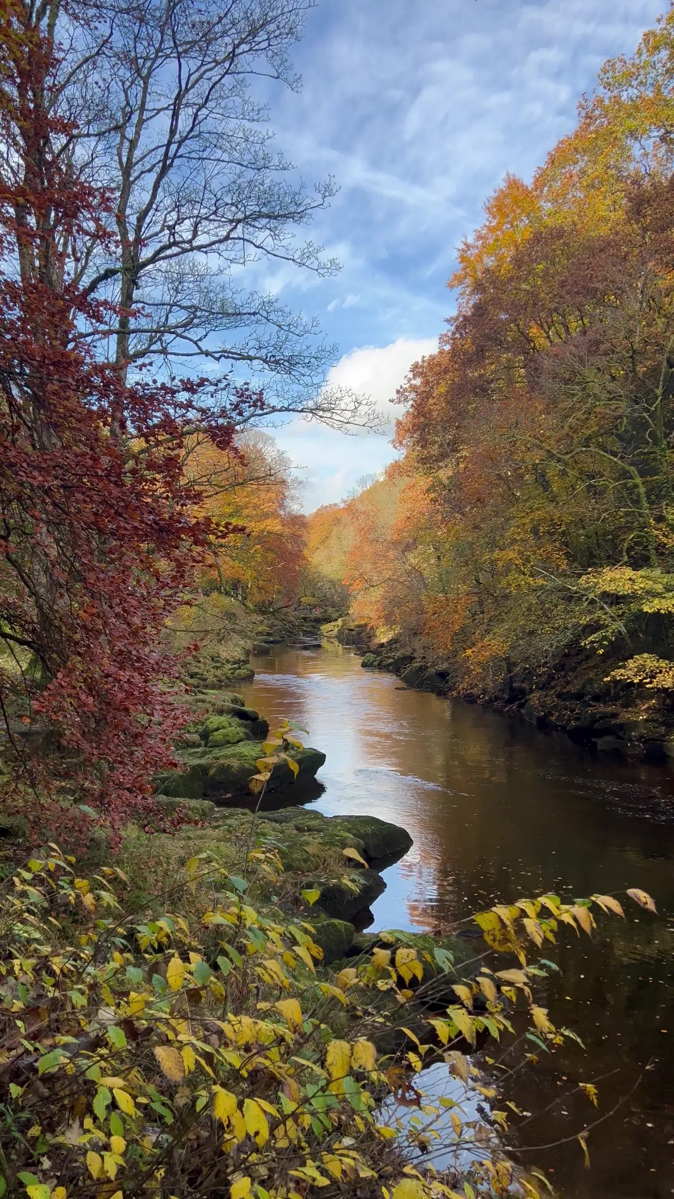 Serene Autumn River in Vibrant Forest Landscape Free Stock Video ...