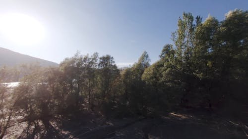 Drone Footage Of Trees On A Lake Shore