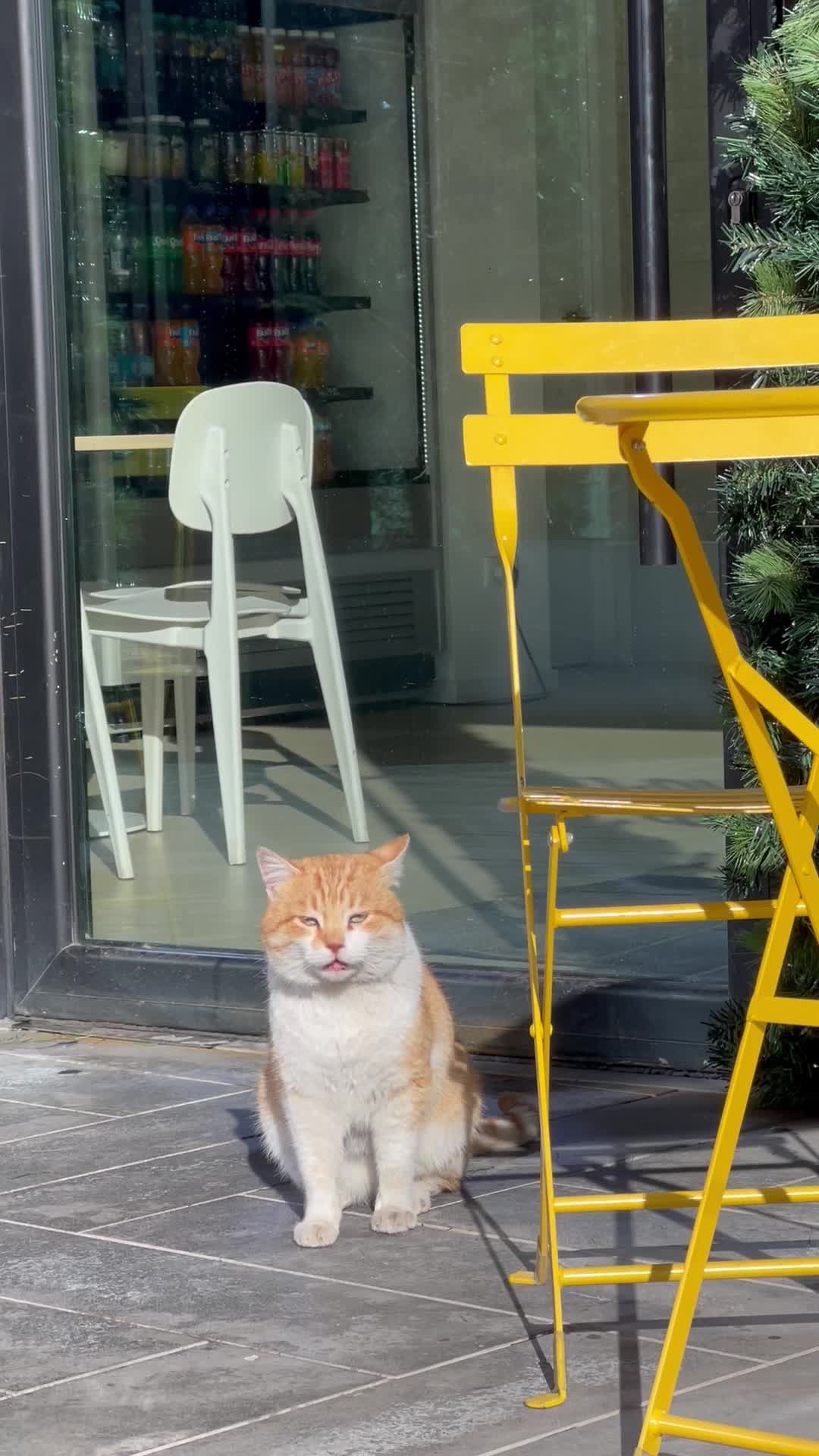 Cat Cafe Cafe Videos Download The Best Free 4k Stock Video Footage