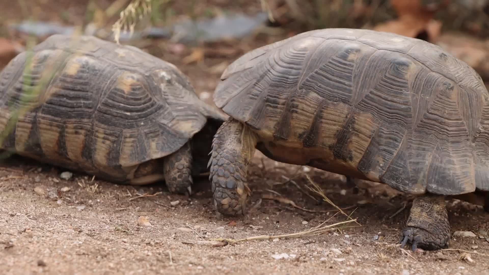 Tortoises interacting in their natural habitat Free Stock Video Footage ...