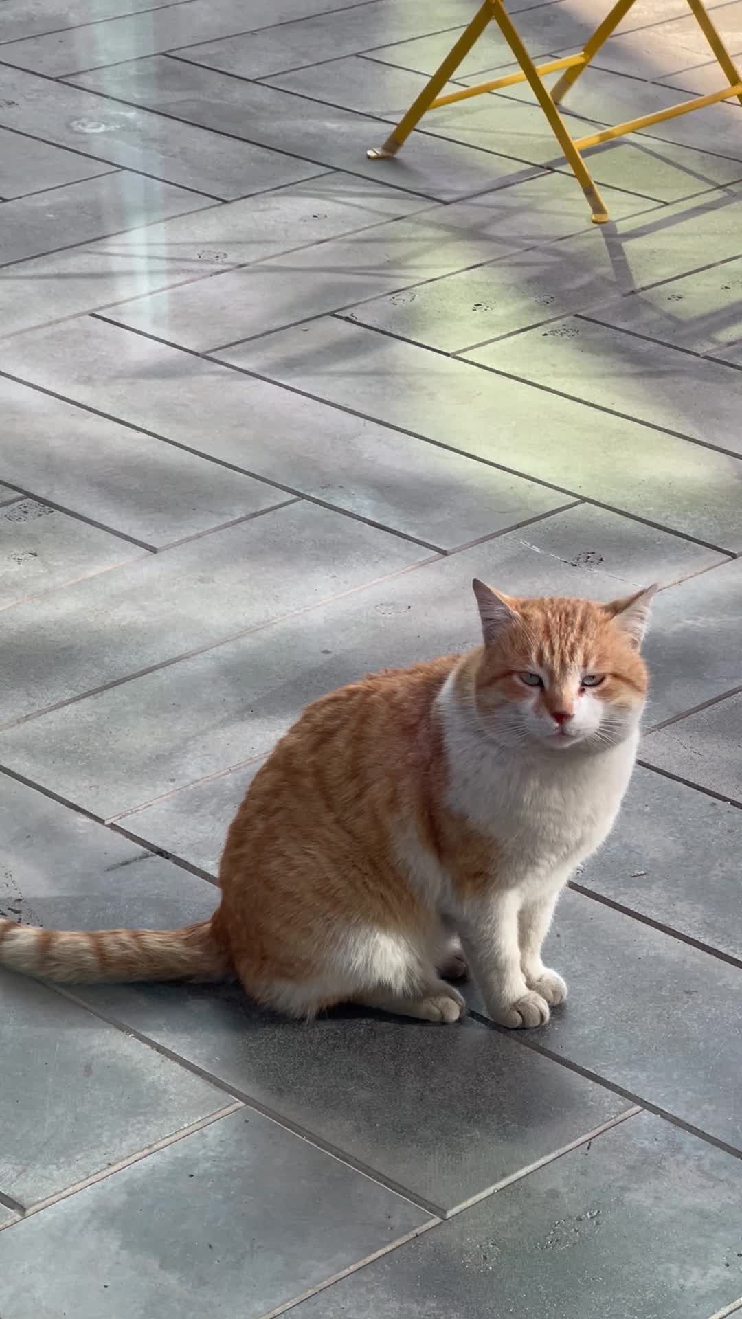 迷人的姜猫在户外放松 · 免费素材视频