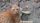 ginger cat