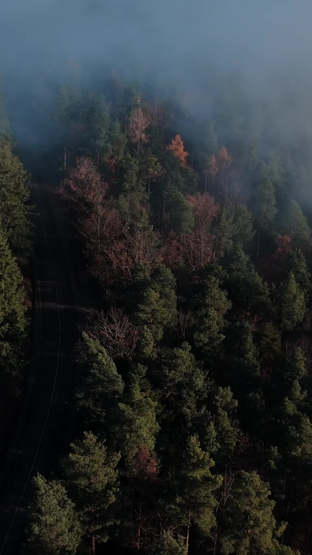 Aerial View of Misty Autumn Forest Free Stock Video Footage, Royalty ...
