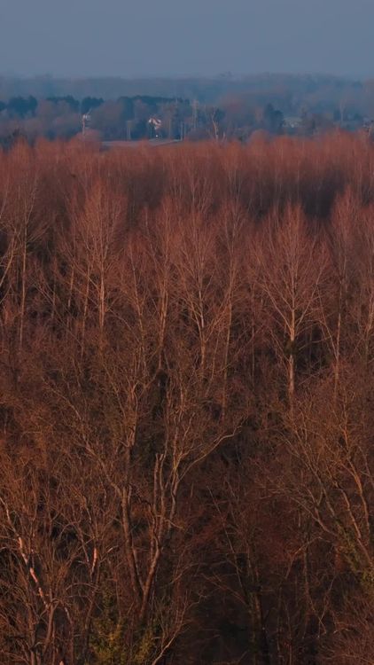Aerial View of Misty Autumn Forest Free Stock Video Footage, Royalty ...