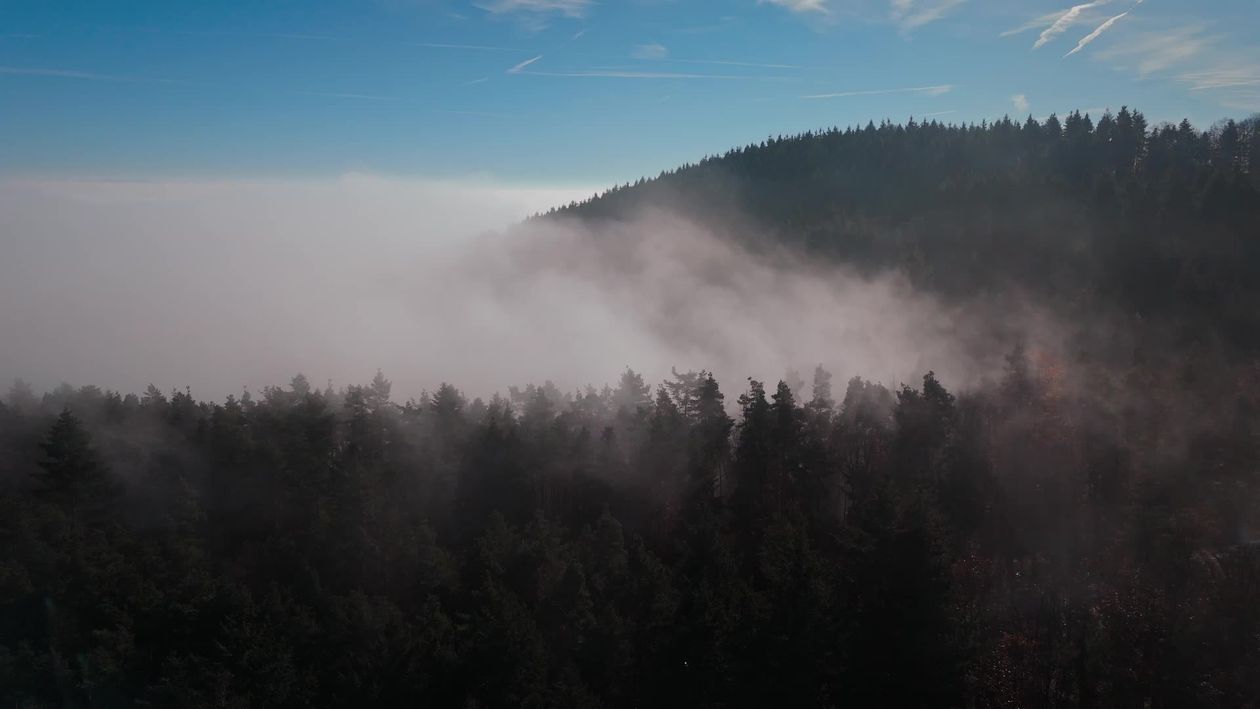 Majestic Aerial View of a Misty Forest Free Stock Video Footage ...