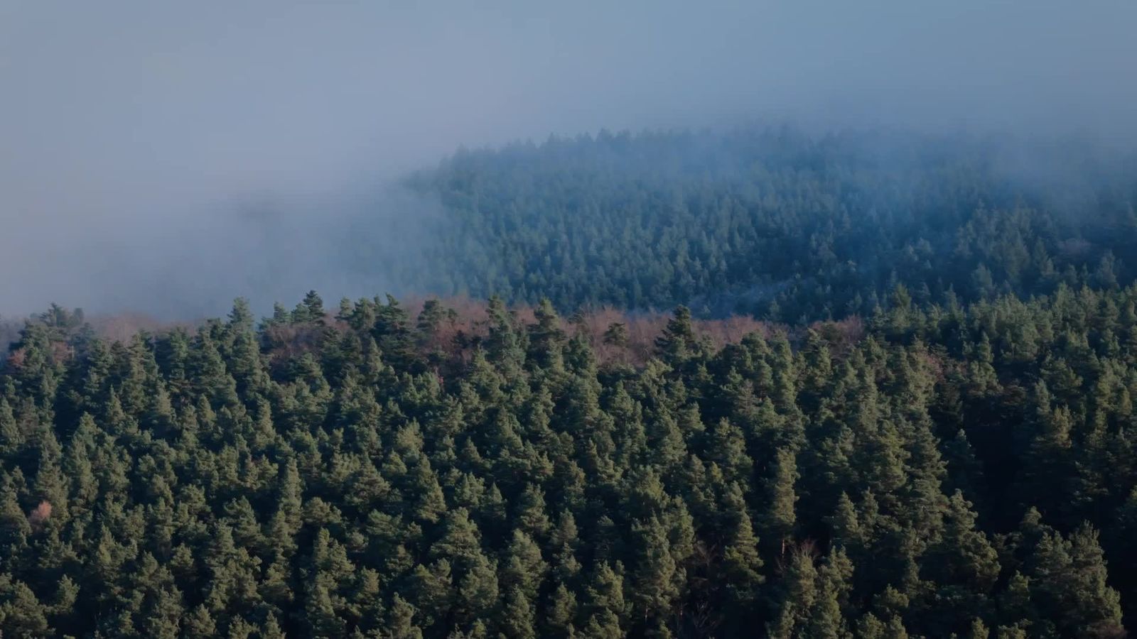 Aerial View of Misty Autumn Forest Landscape Free Stock Video Footage ...