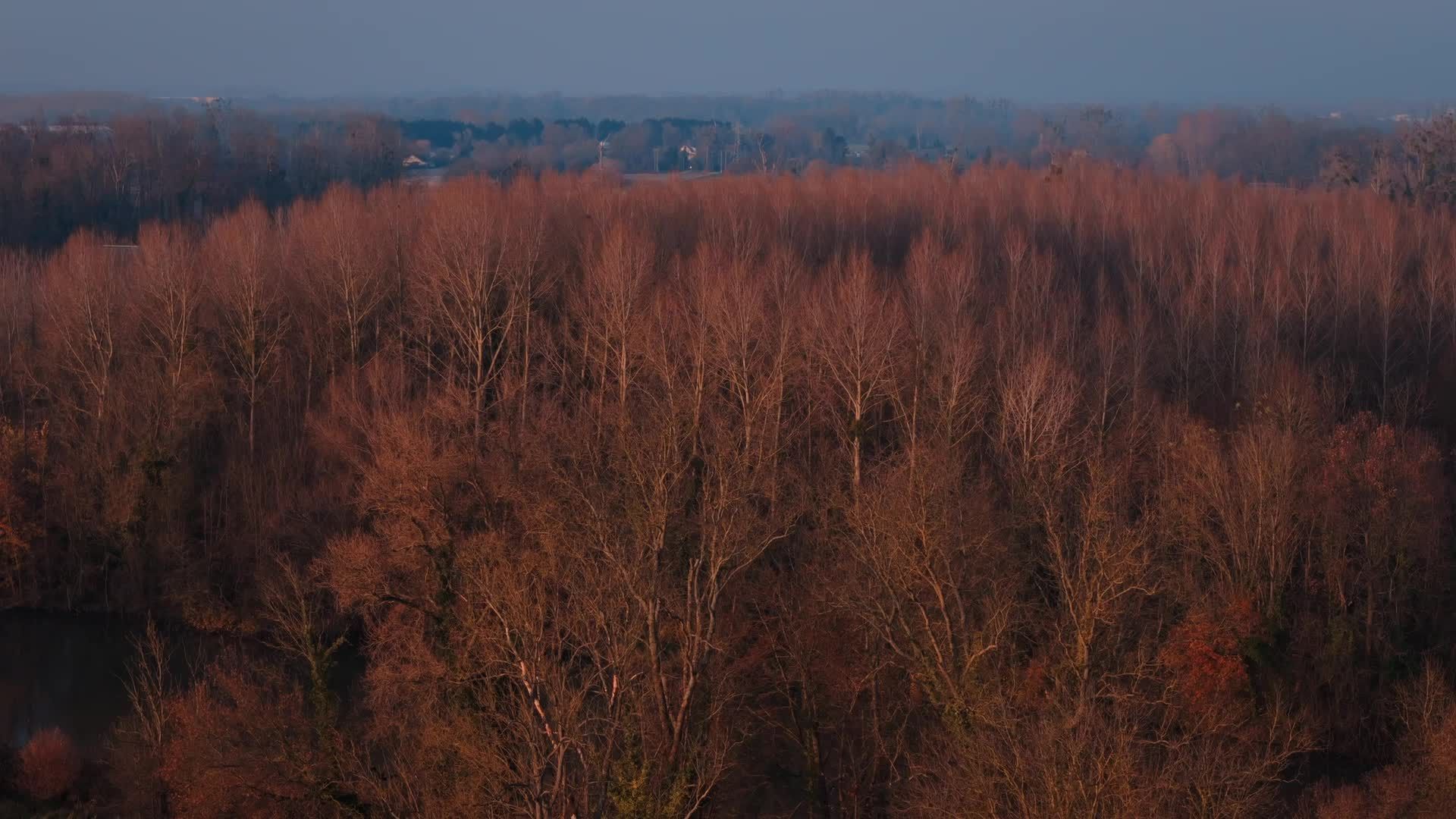 Drone Aerial View of Autumn Forest Canopy Free Stock Video Footage ...