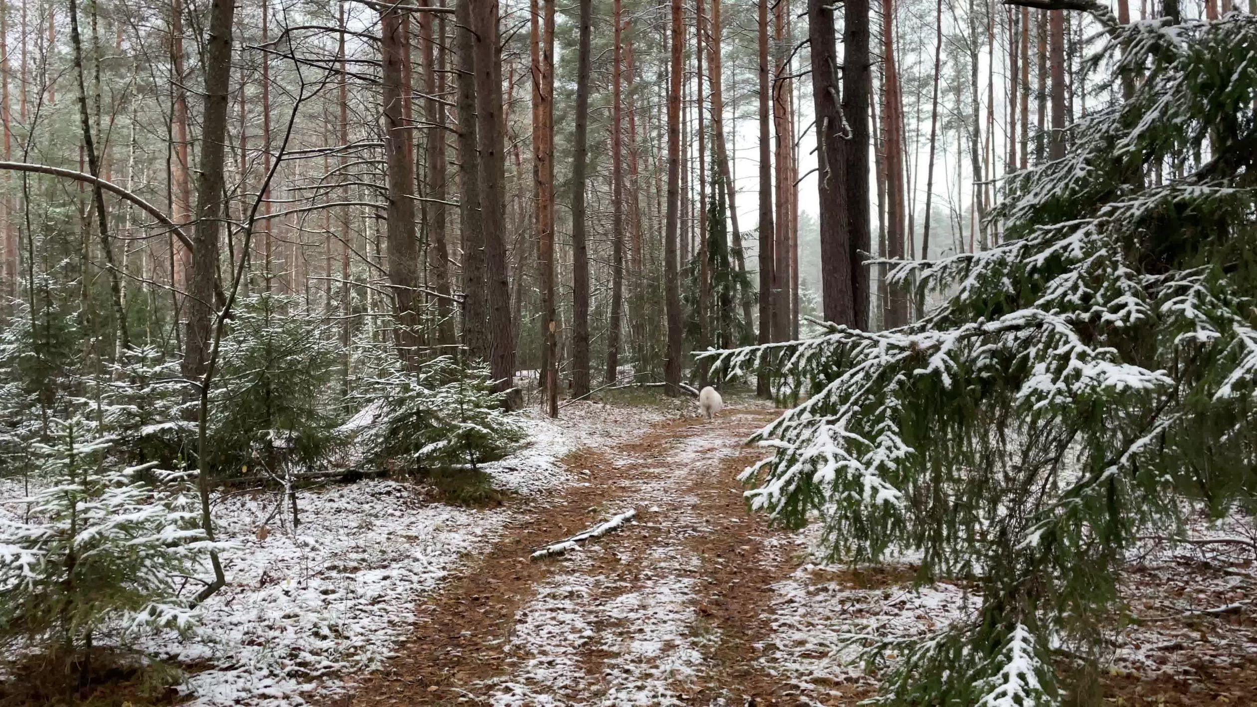 Serene Snowy Forest Path in Winter Scene Free Stock Video Footage ...