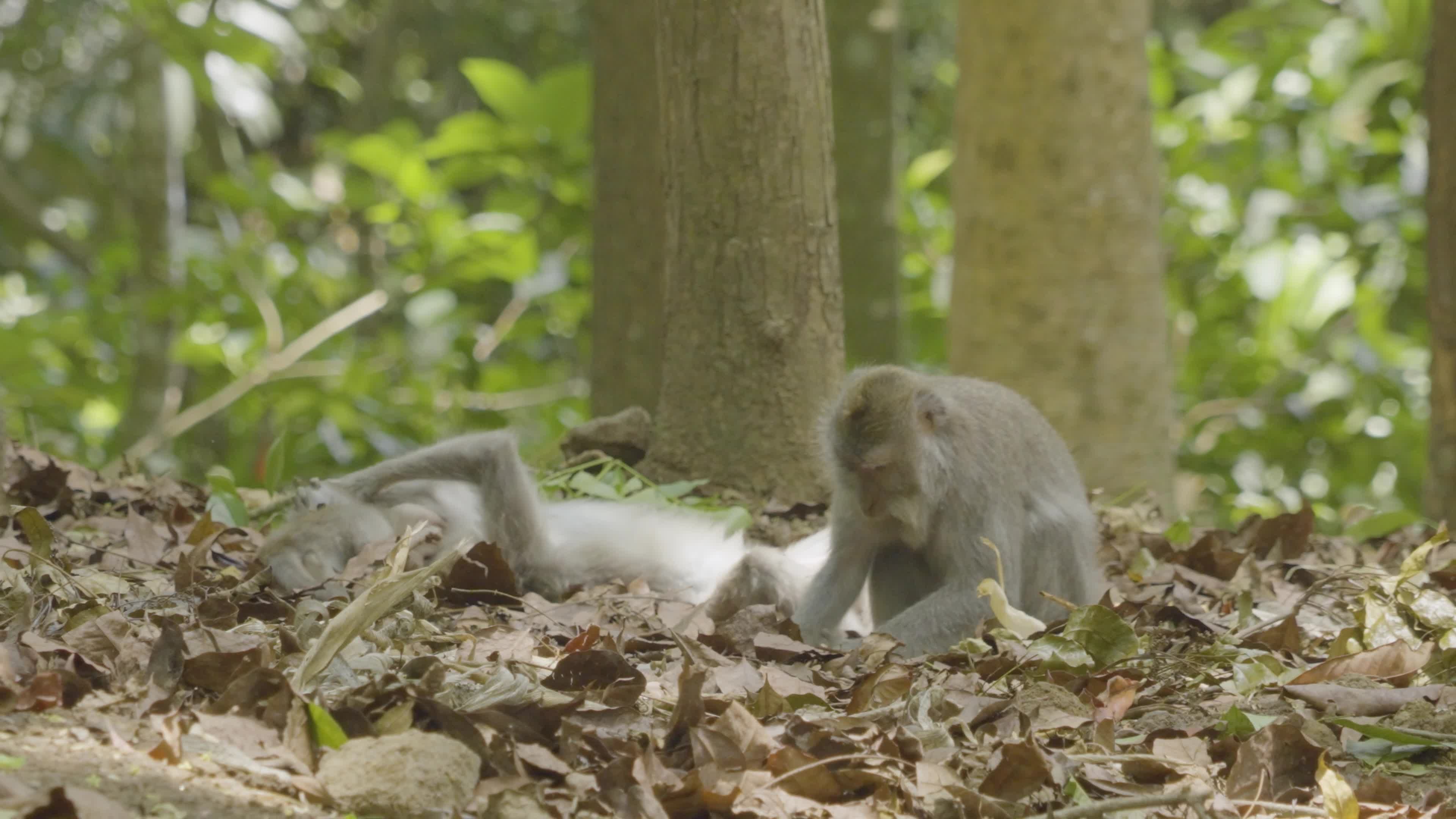 Playful Monkeys in Bali's Tropical Jungle Environment Free Stock Video ...