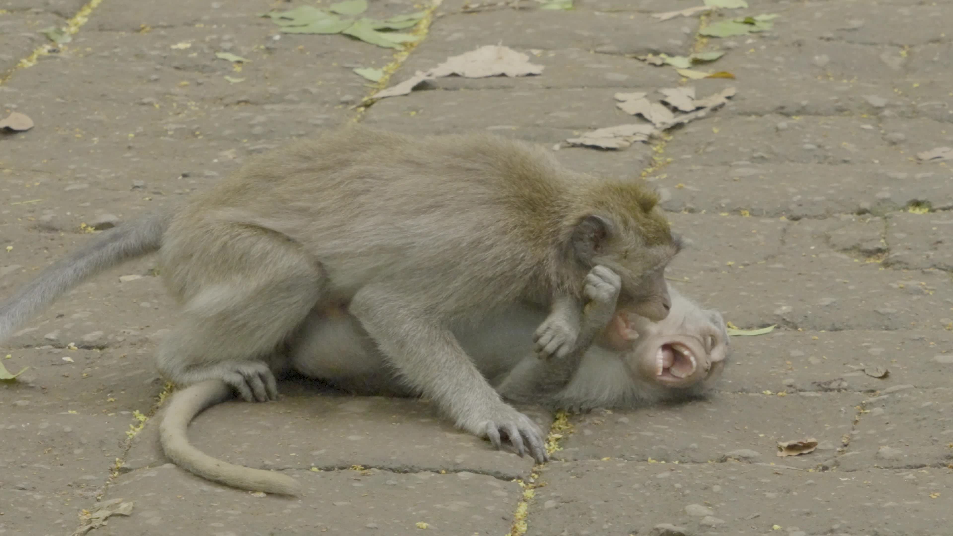 Playful Baby Monkeys in Bali's Tropical Jungle Free Stock Video Footage ...