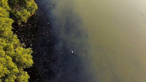 De Cima, Filmagem De Uma Garça Andando Em águas Turvas Perto Dos Manguezais E Voando Para Longe