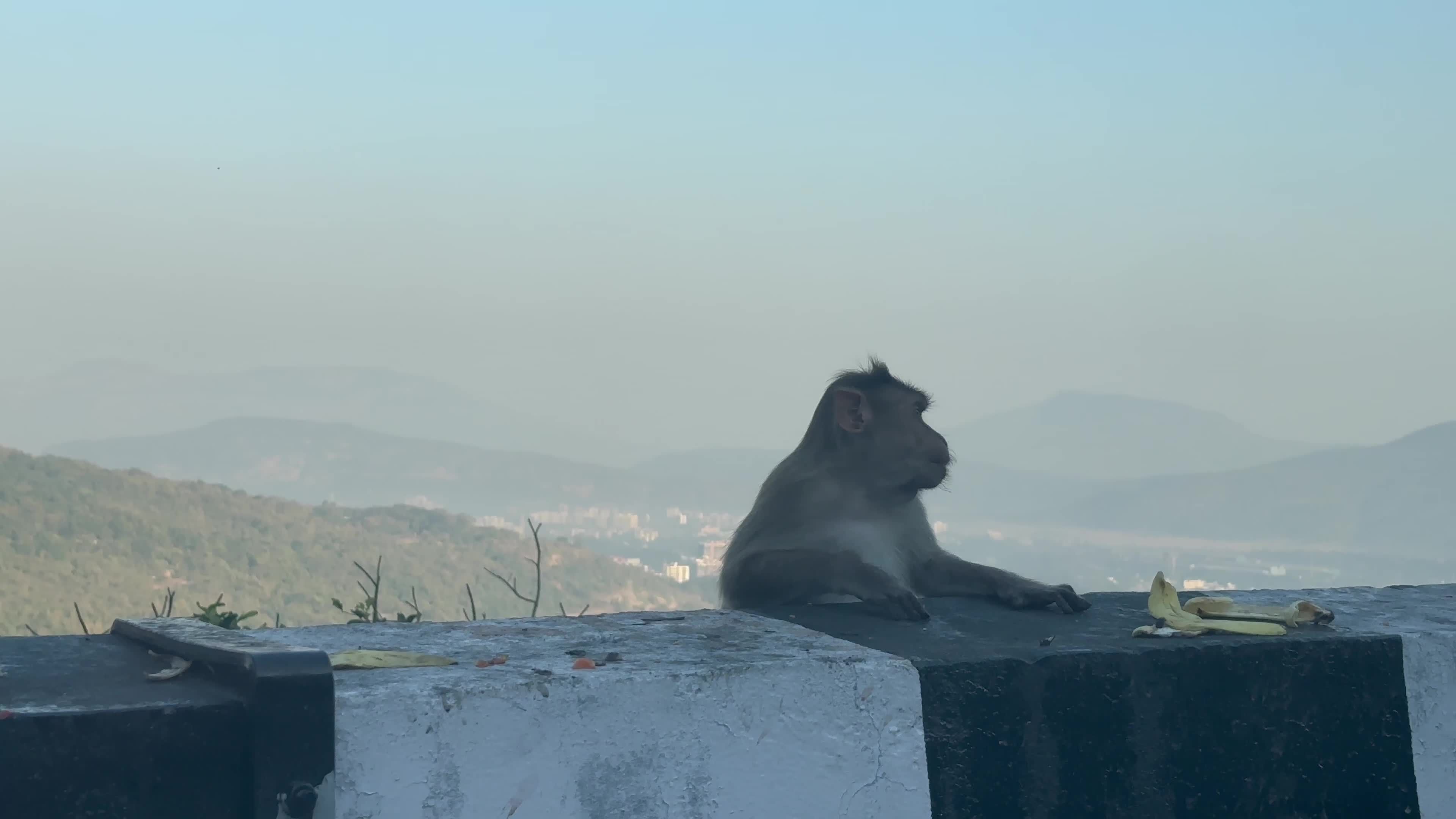 Monkeys Relaxing on Mountain Ridge Free Stock Video Footage, Royalty ...