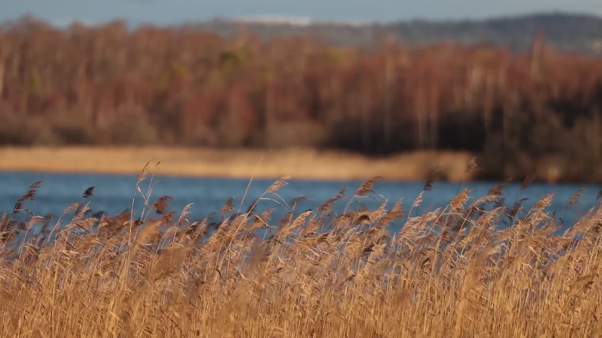 Scenic View of Golden Reeds by a Tranquil Lake Free Stock Video Footage ...