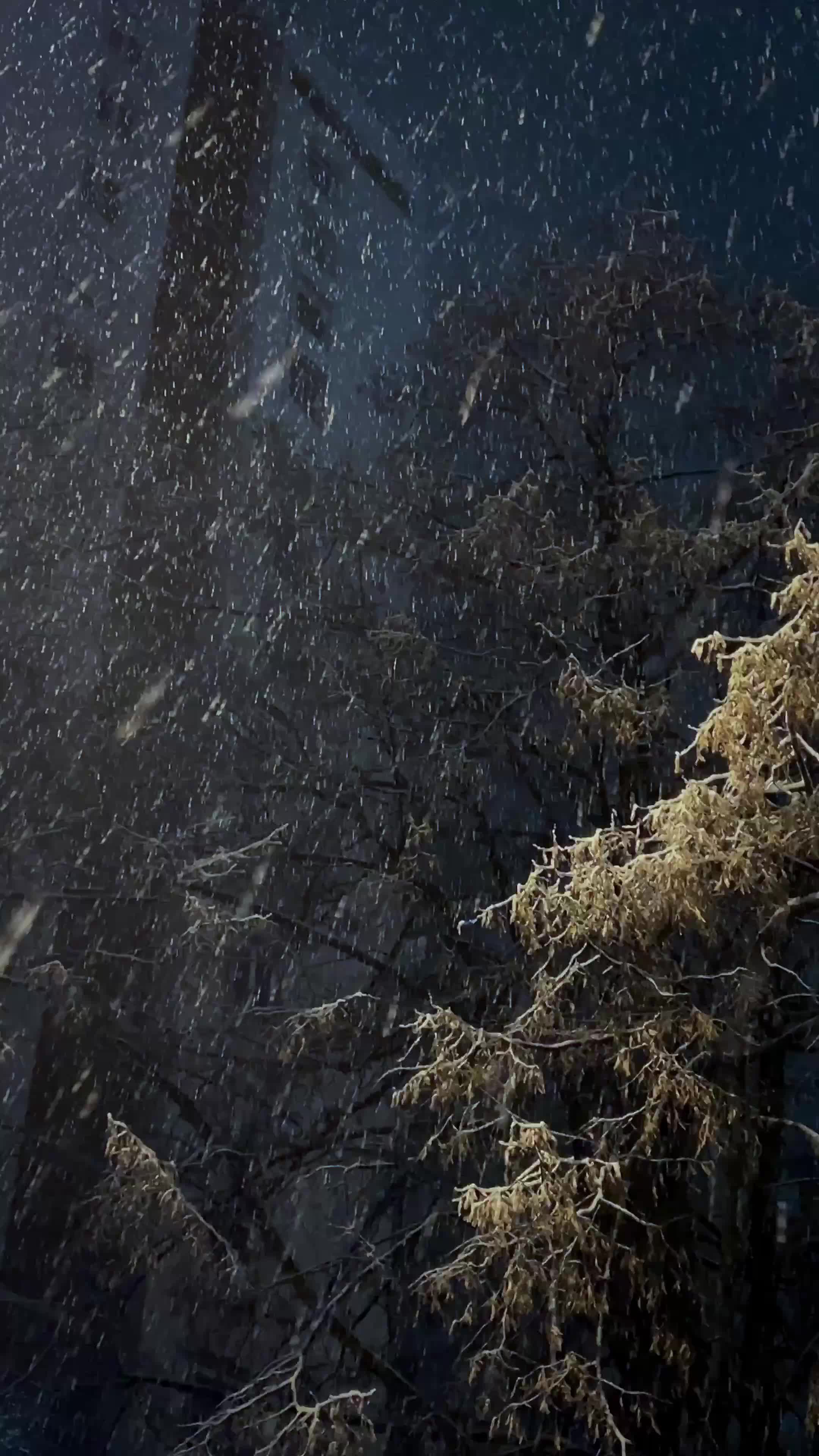 Serene Snowfall in a Winter Forest Night Scene Free Stock Video Footage ...