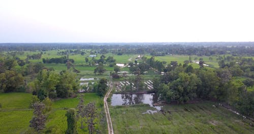 A Wide Field Of Rice In An Agricultural Land