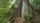 big tree