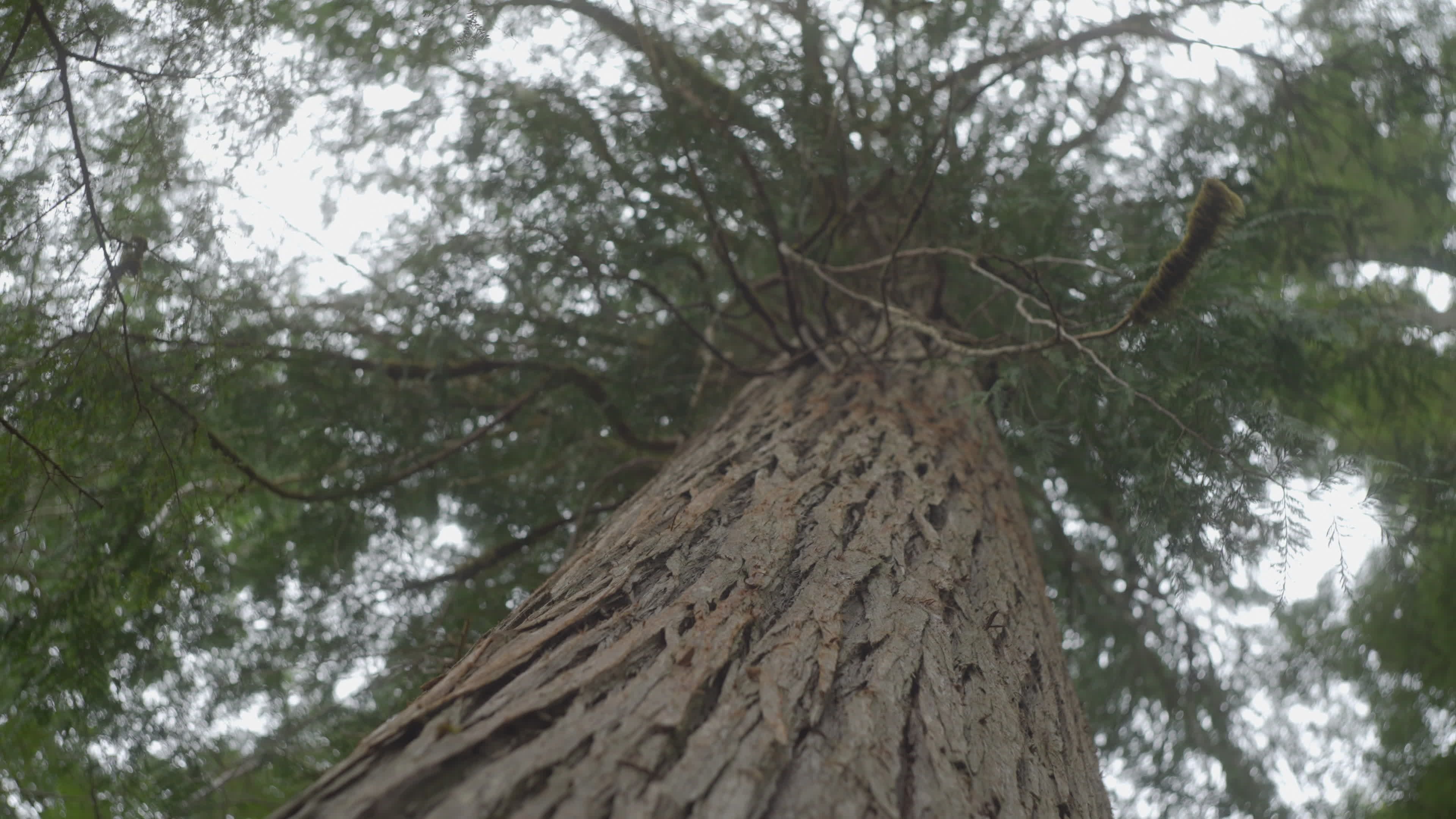árbol De La Selva Tropical Del Noroeste Del Pacífico · Vídeo de stock ...