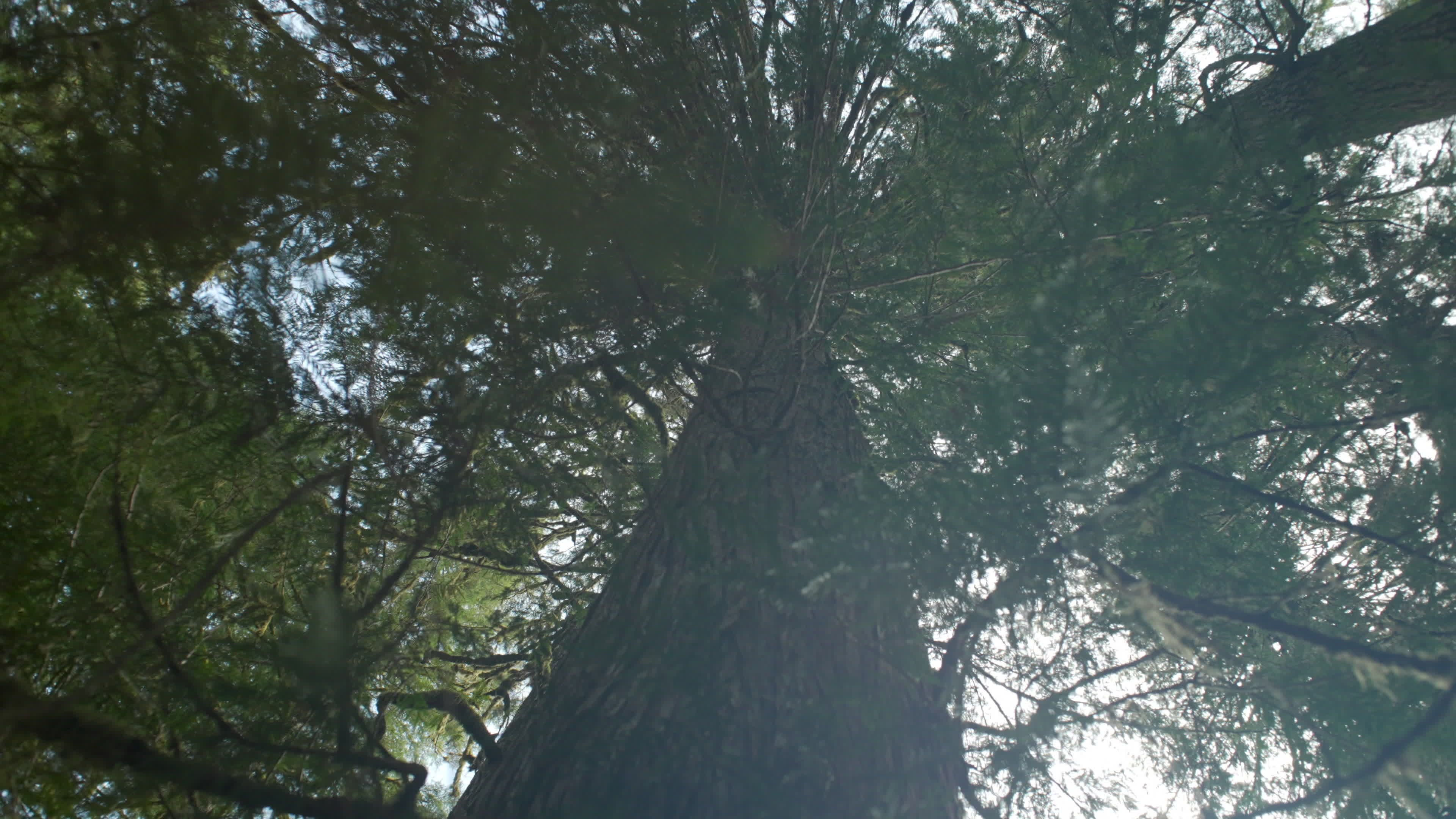 Giant Cedar Videos, Download The BEST Free 4k Stock Video Footage ...