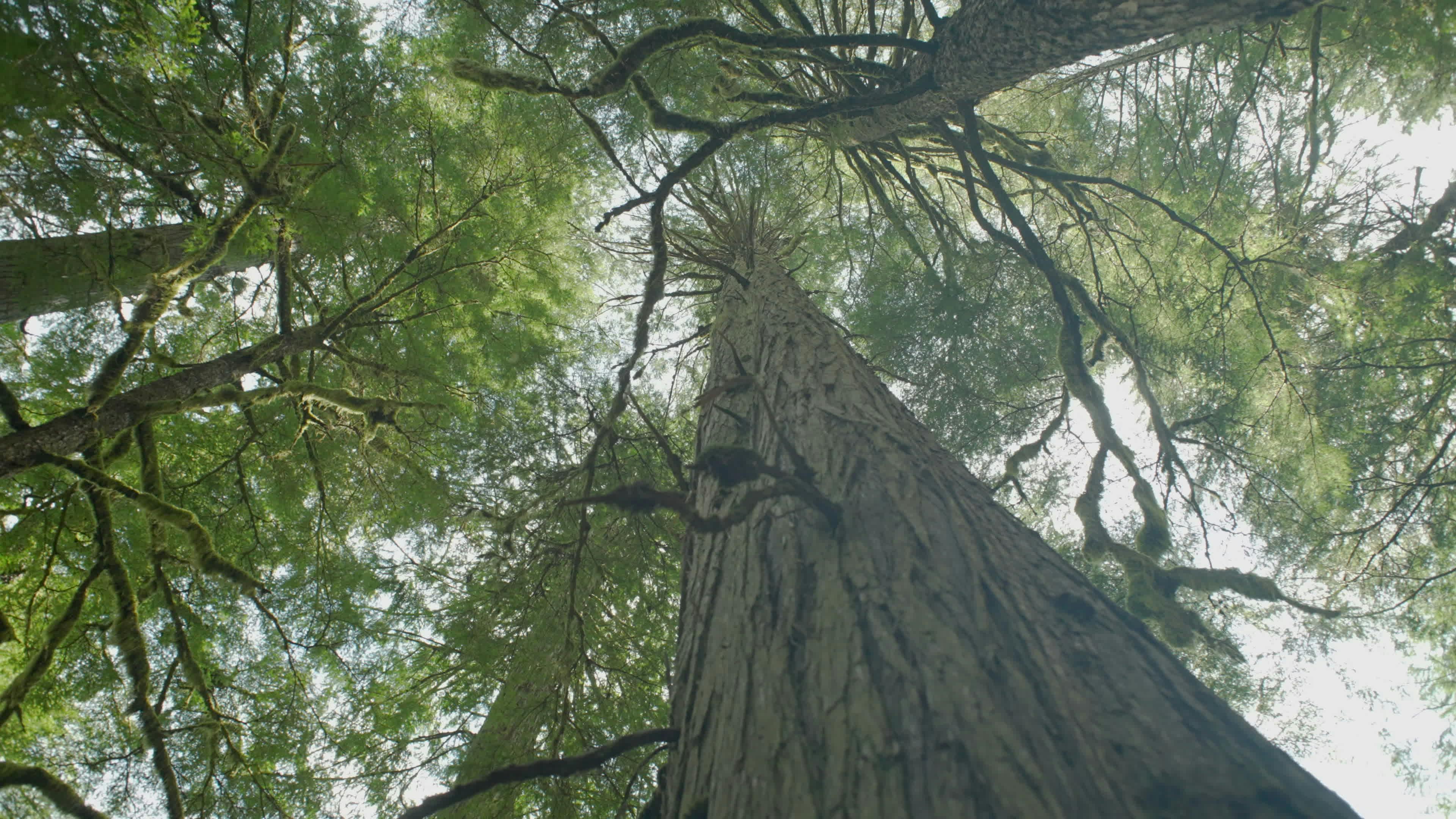 Woodland Texas Videos Download The BEST Free 4k Stock Video Footage