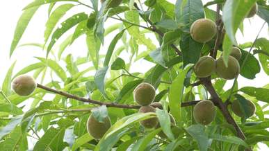 a fruit bearing tree with unripe fruit bearings